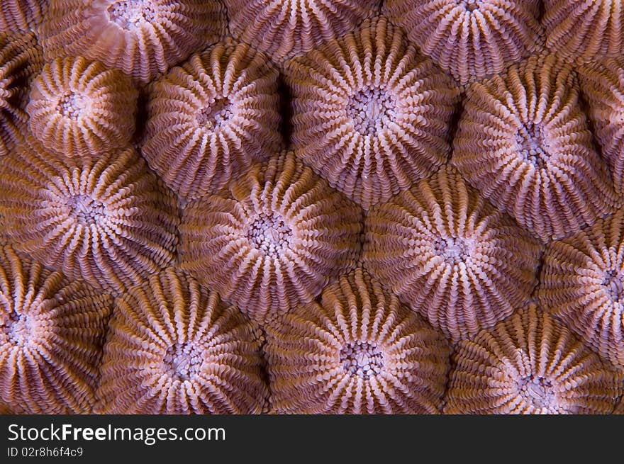 Close-up of a coral at the Great Barrier Reef, Australia