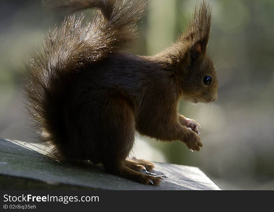 red squirrel nut