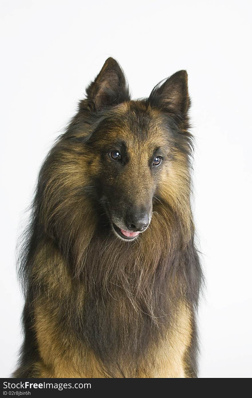 A nice looking Tervueren male with beautiful expression in head on light studio background. A nice looking Tervueren male with beautiful expression in head on light studio background.