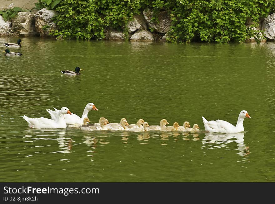 This image shows a group of baby goose, protected by three major. This image shows a group of baby goose, protected by three major