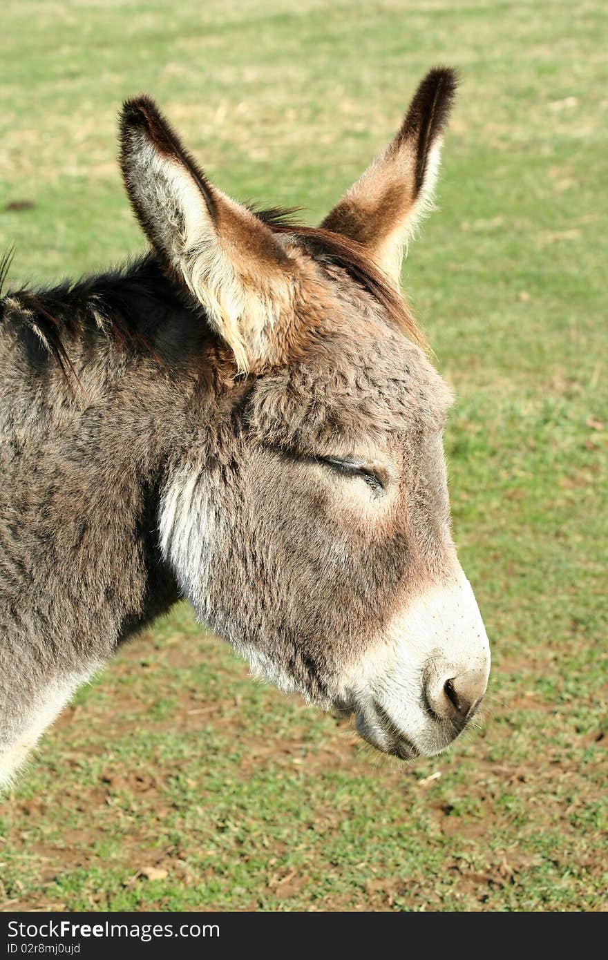 Donkey in a field