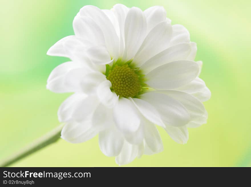 White daisy in front of green background