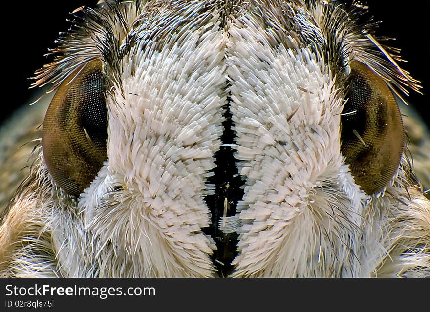 A portrait shot of a moth fly. A portrait shot of a moth fly