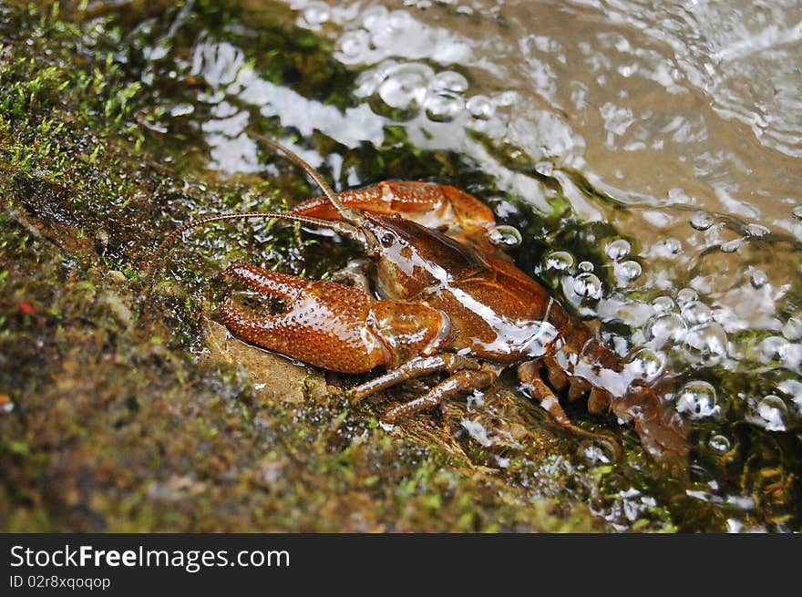 A crab resting on a rock. A crab resting on a rock