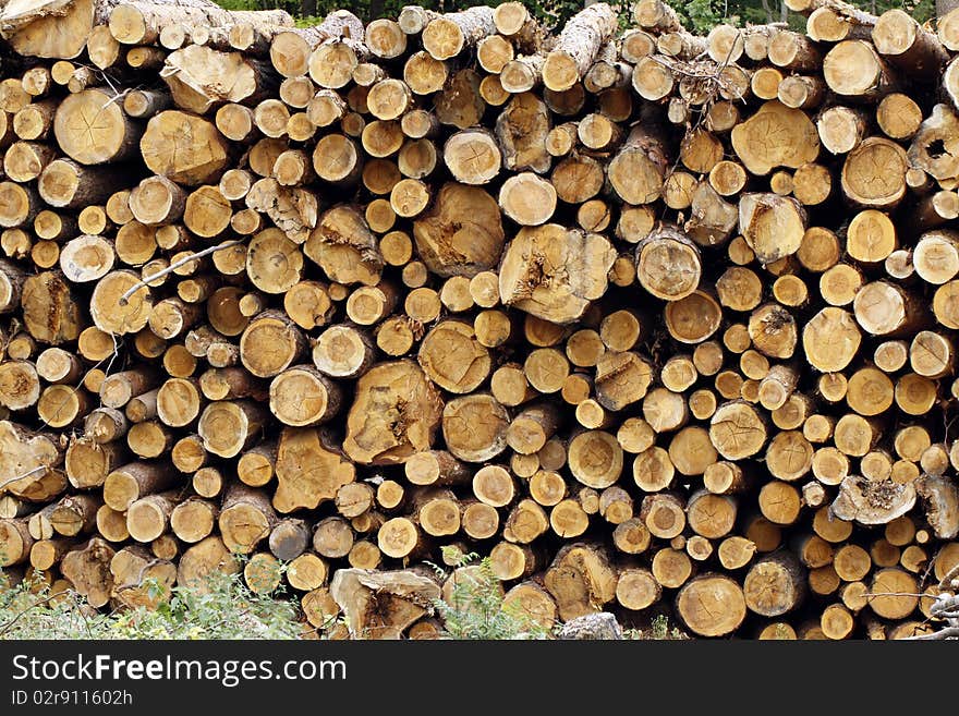 Trunks of trees waiting for the transport. Trunks of trees waiting for the transport