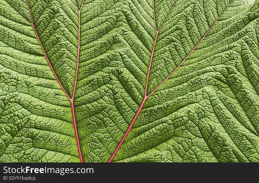 Closeup of a Poor Man s Umbrella leaf