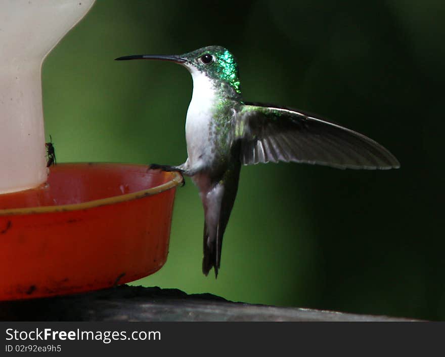 Andean Emerald,Amazilia franciae