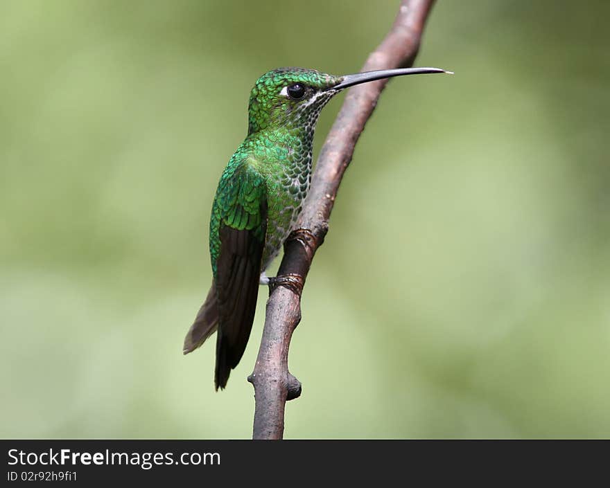 A lovely green hummingbird with iridescent feathers, sits on a single branch.There is a contrasting pale green background,Ecuador. A lovely green hummingbird with iridescent feathers, sits on a single branch.There is a contrasting pale green background,Ecuador