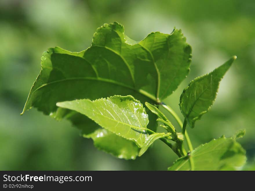 Beautiful green leaves on a green background