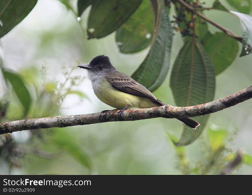 Dusky-capped Flycatcher,Ecuador