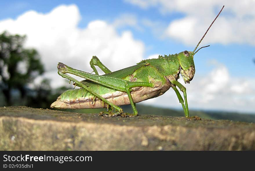 A green grasshopper sits on a cement wall with blue skies clouds and tropical vegetation in background. A green grasshopper sits on a cement wall with blue skies clouds and tropical vegetation in background