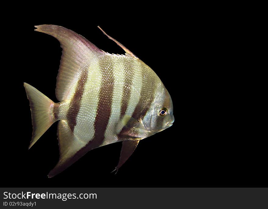 A stand alone example of the Atlantic Spadefish. A stand alone example of the Atlantic Spadefish