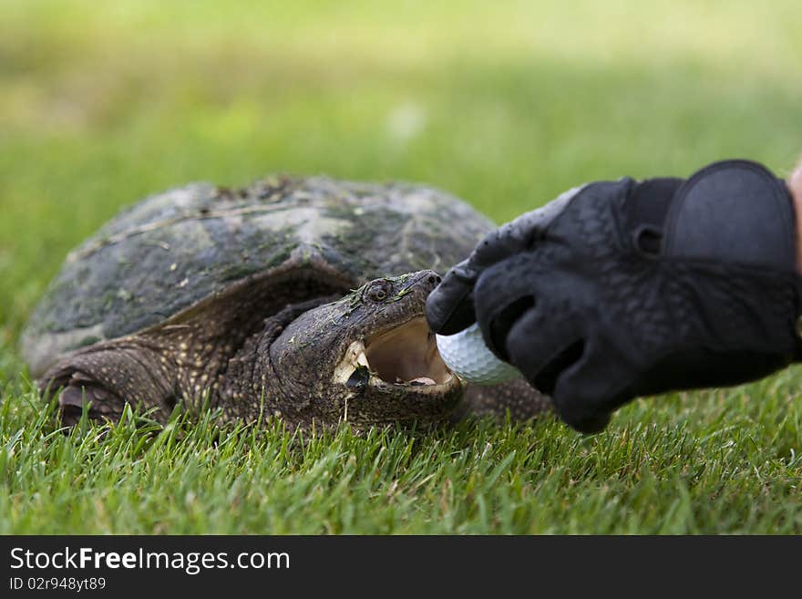 Turtle on a golf course