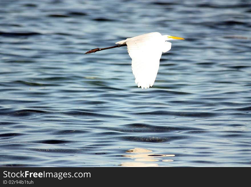 White heron