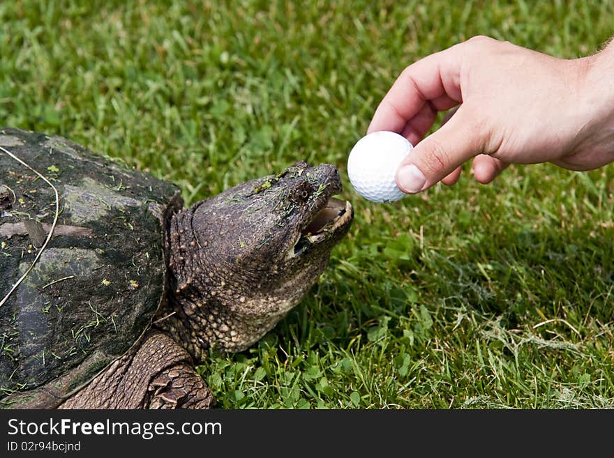 A turtle stealing a golf ball on a golf course. A turtle stealing a golf ball on a golf course