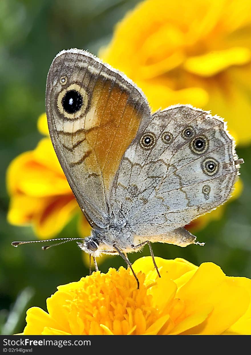 A beautiful Butterfly (Spanish queen) sitting on a purple flower