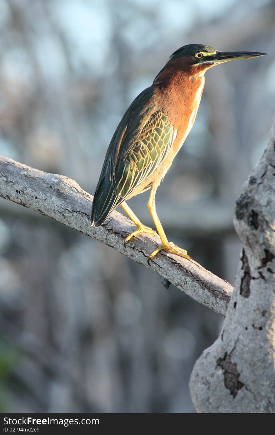 Green Egret