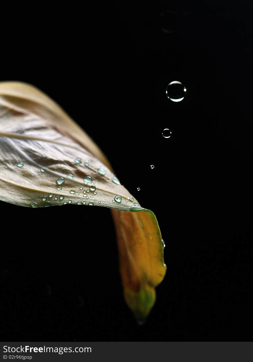 4 drops falling on dew rain covered leaf. 4 drops falling on dew rain covered leaf