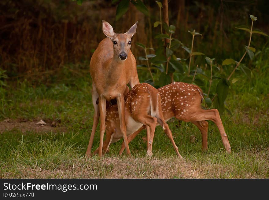 This photo was taken of a white tail doe feeding her fawns. This photo was taken of a white tail doe feeding her fawns.