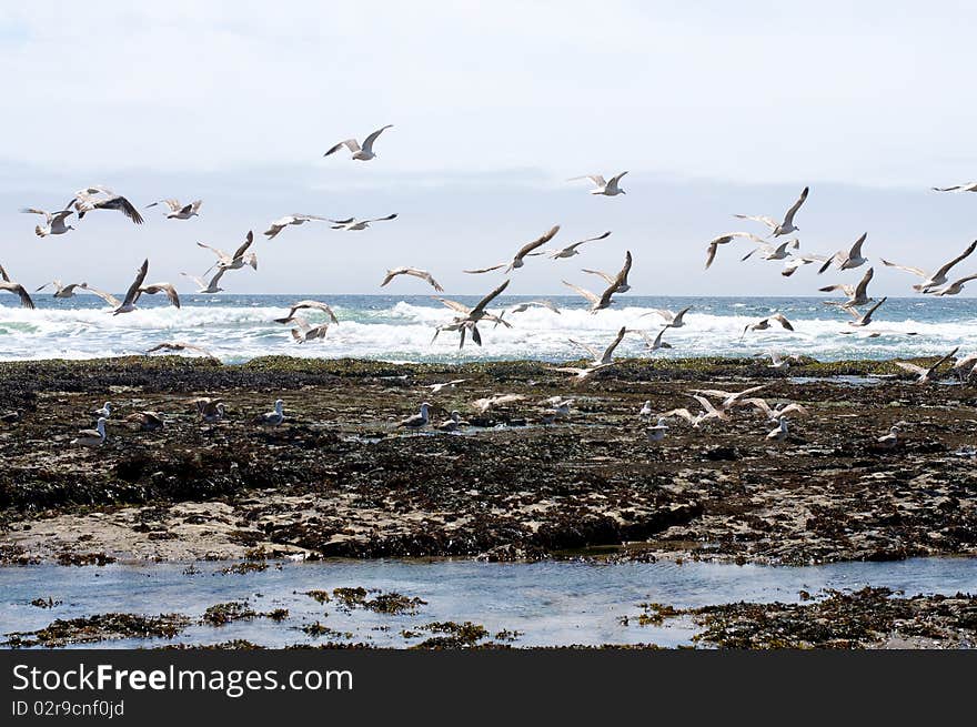 Seagulls