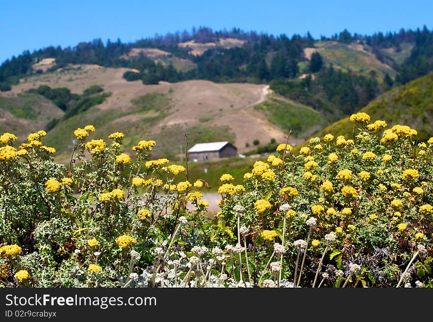 An old barn far off in the distance, cradled by a patch of yellow flowers.