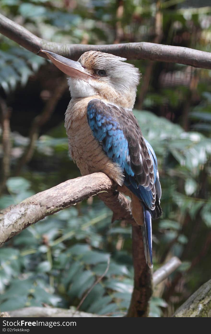 Blue winged Kookaburra close up