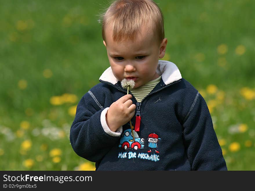 Little boy playing in the grass with dandelion. Little boy playing in the grass with dandelion