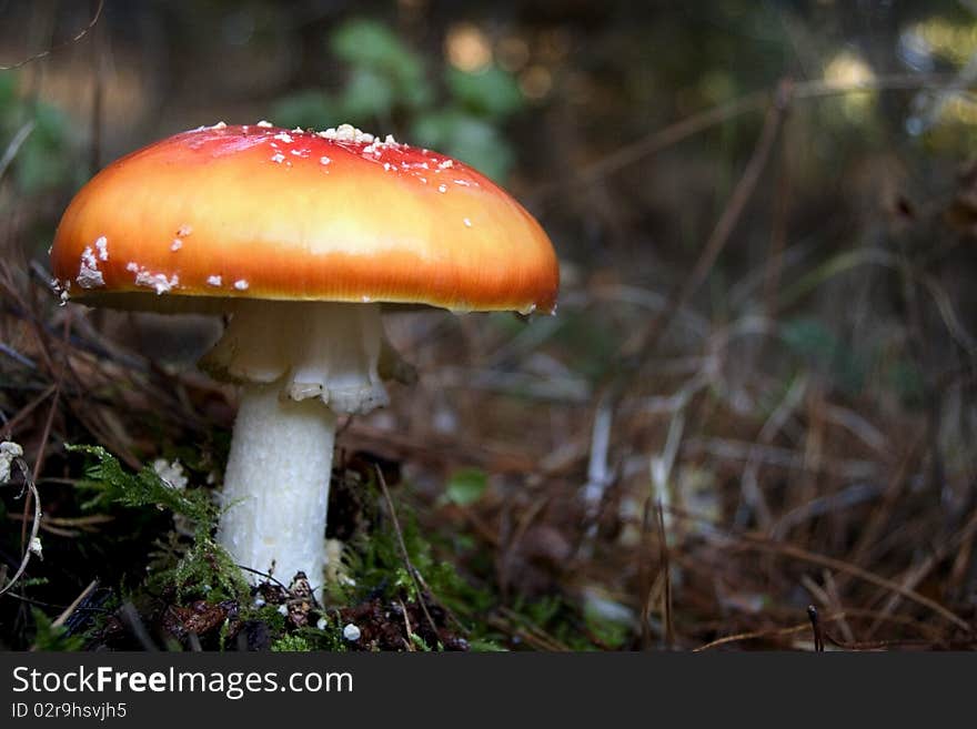 Amanita muscaria, commonly known as the fly agaric mushroom