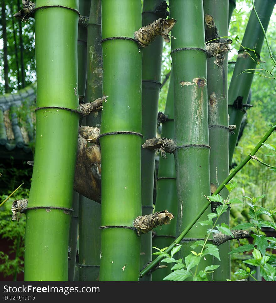 Green Bamboo Groves