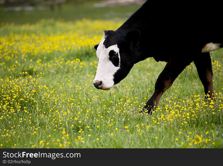 Cow In Meadow