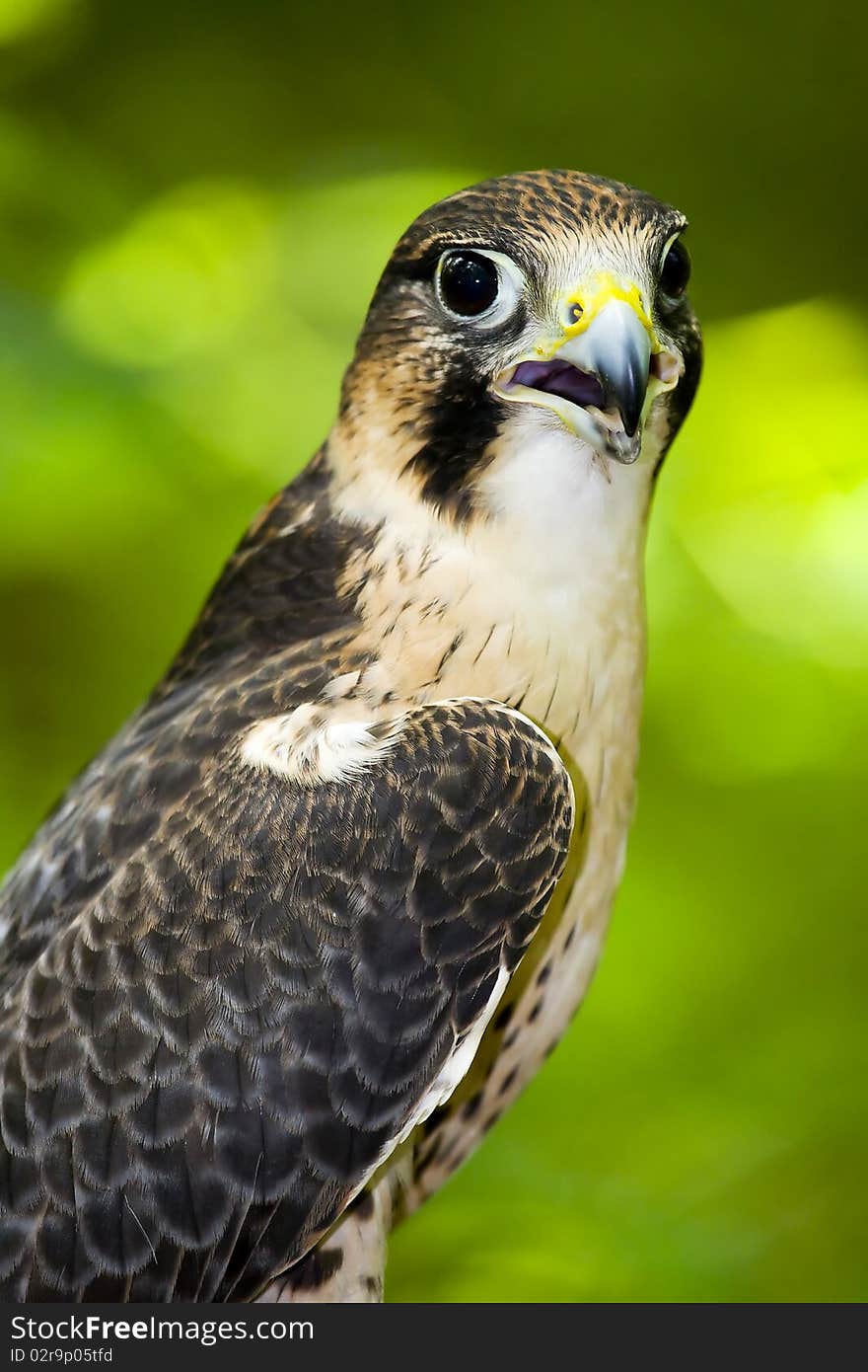 Peregrine falcon perched on a stump in the forest of Virginia, USA. Peregrine falcon perched on a stump in the forest of Virginia, USA