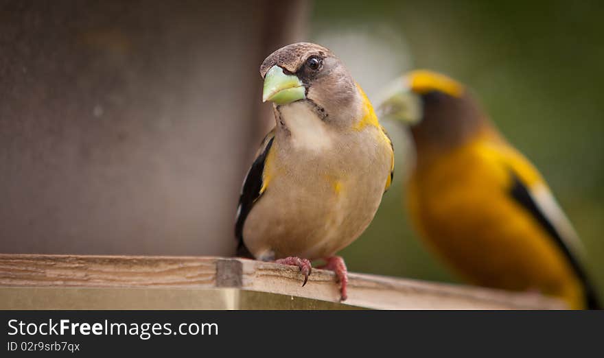 A beautiful Female Evening Grosbeak - Coccothraustes vespertinus - with colorful male in bakground, Quebec, Canada. A beautiful Female Evening Grosbeak - Coccothraustes vespertinus - with colorful male in bakground, Quebec, Canada