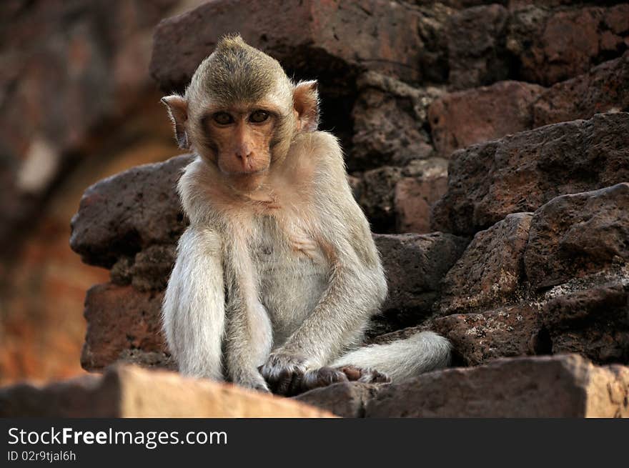 Monkey in ruined castle