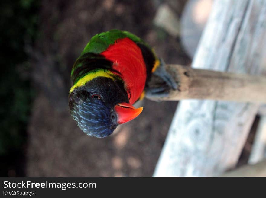 Vibrant Australian Parakeet standing on a wooden post. Vibrant Australian Parakeet standing on a wooden post