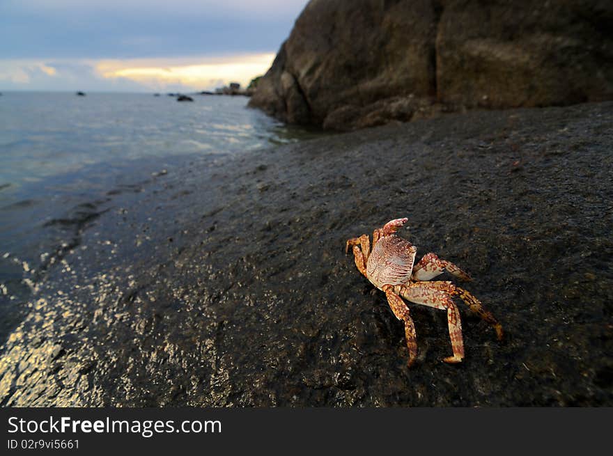 Crab On Rock