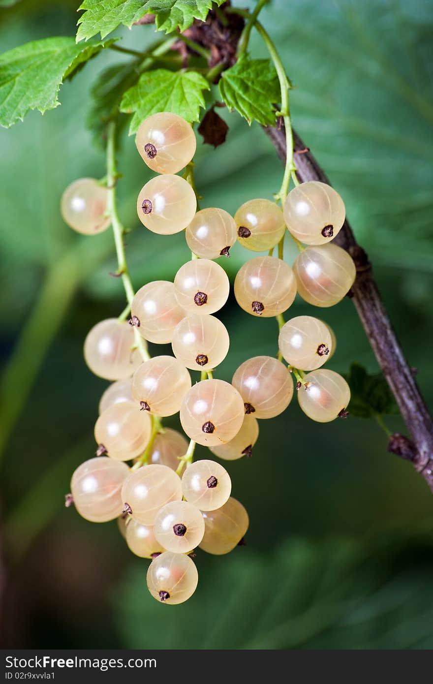 White currants