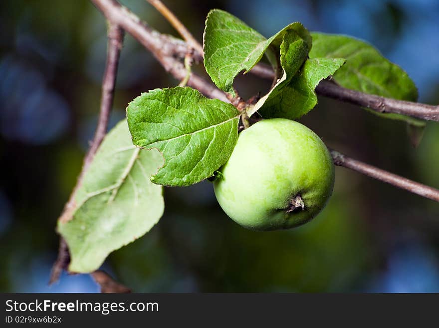 Green apple