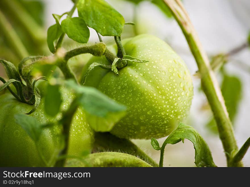 Green tomatoes