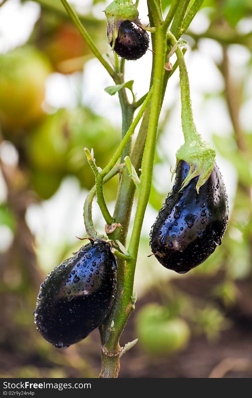 Eggplants