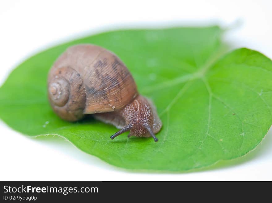 A Big snail on a leaf green