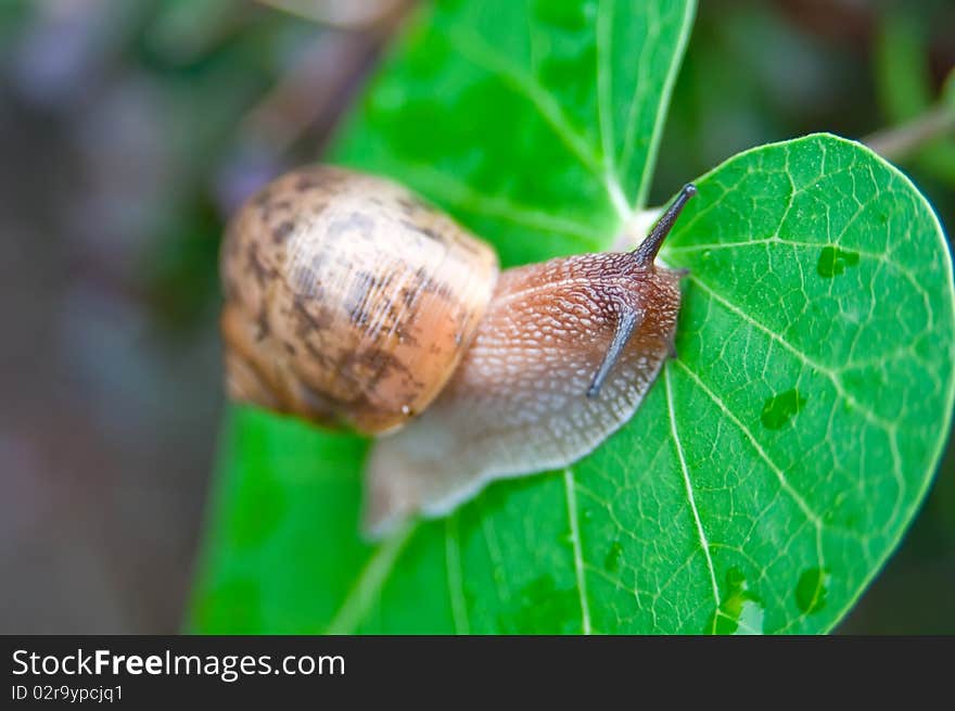 A Big snail on a leaf green