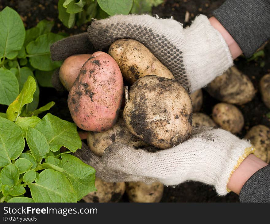 Freshly potatoes in the hands of a man