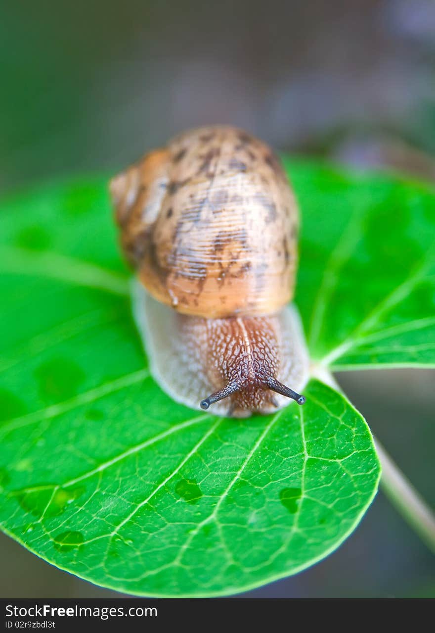 A Big snail on a leaf green