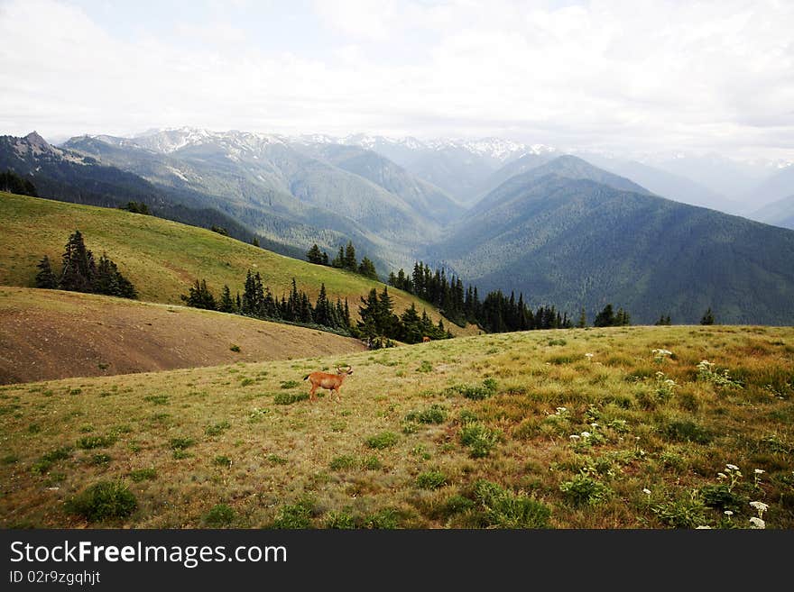 Deers In The Apline Meadow