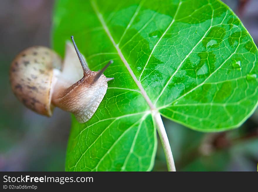 A Big snail on a leaf green