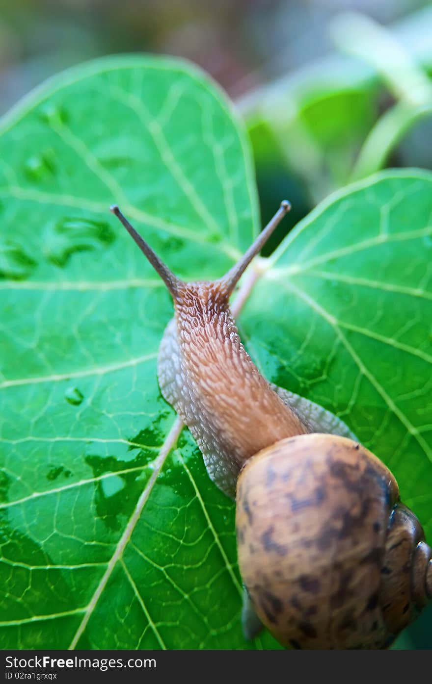 A Big snail on a leaf green