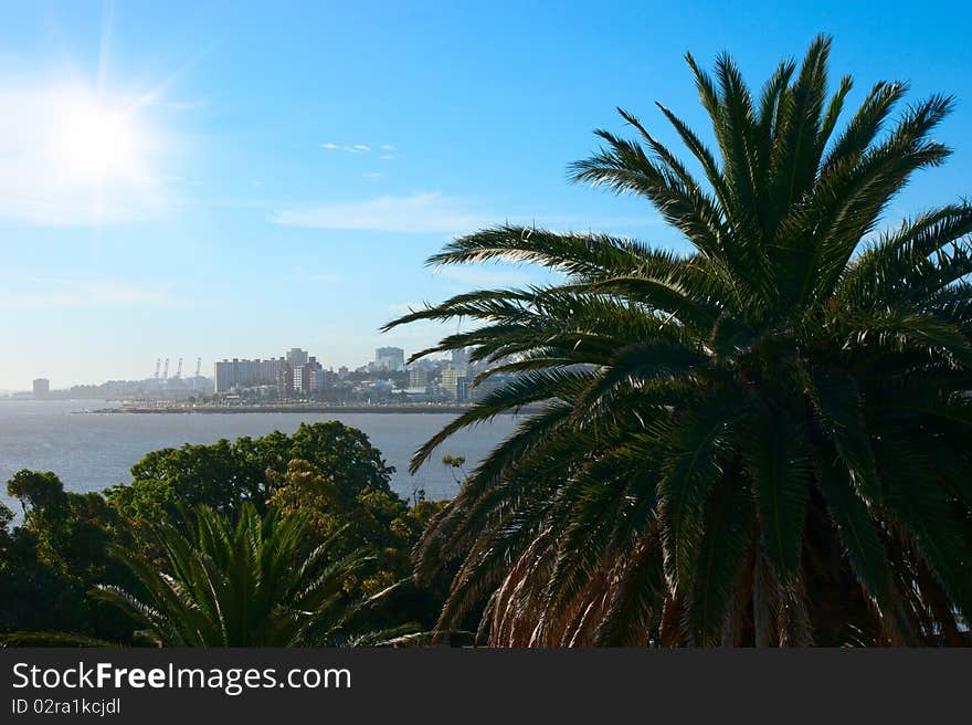 Tropical palm coast near Montevideo town. Evening scene.