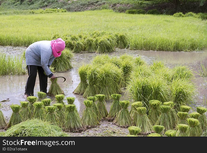 Farmers planting rice