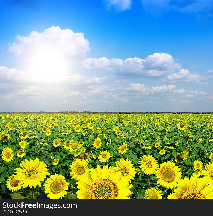 Yellow field of sunflowers