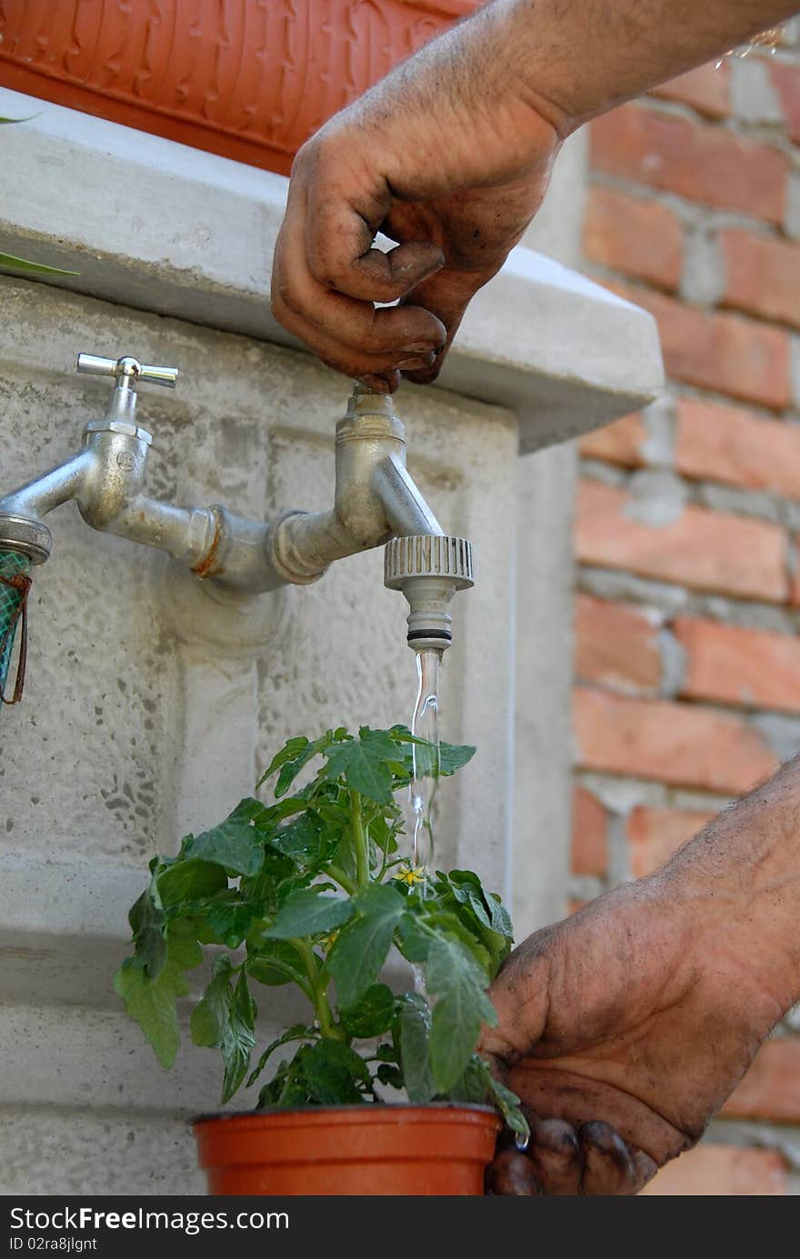 Dirty hand pouring water into pot with young green tomato plant. Dirty hand pouring water into pot with young green tomato plant